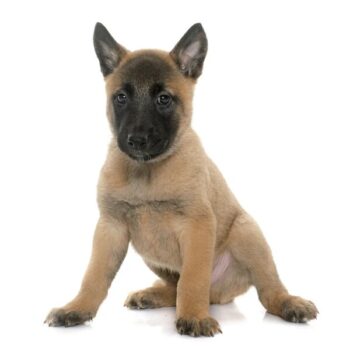 Belgian Malinoisormatter