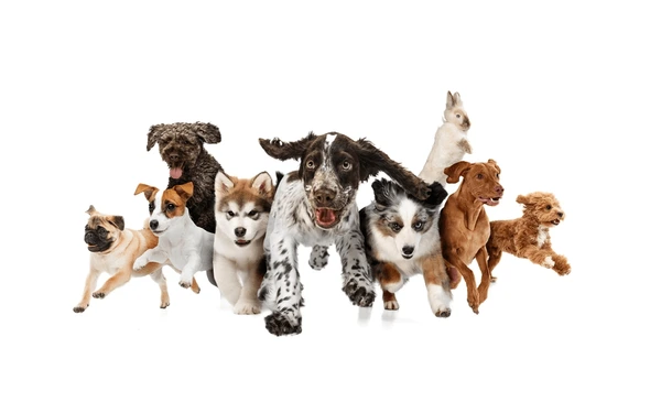 Puppies For Sale