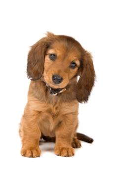 Dachshund