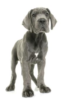 Great Dane