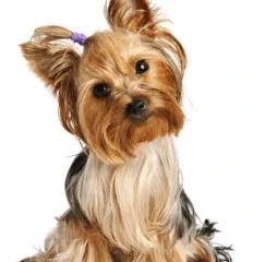 Puppy Yorkshire Terrier On White 600nw 56066752