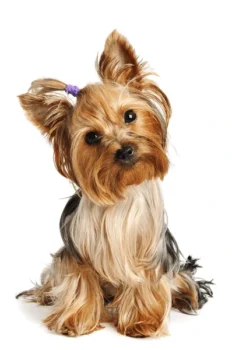 Puppy Yorkshire Terrier On White 600nw 56066752