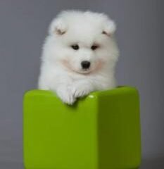 Samoeyedcodifyformatter