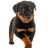 Rottweiler Puppy For Sale In Missouri