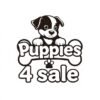Airedale Puppies For Sale In Arizona