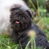 Affenpinscher Puppy For Sale In Arkansas