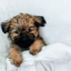 Affenpinscher Puppy For Sale In Arizona