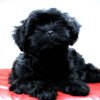Affenpinscher Puppy For Sale In Pennsylvania