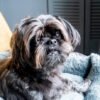 Affenpinscher Puppy For Sale In Florida