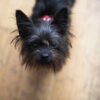 Affenpinscher Puppy For Sale In Oklahoma