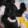 Scottish Terrier Puppies For Sale