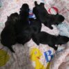 Scottish Terrier Puppy For Sale In Alabama